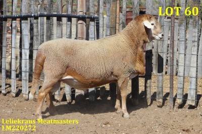 LOT 60 1X MEATMASTER RAM LELIEKRANS MEATMASTERS (Verkoper hou gebruiksreg uit)