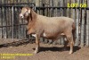 LOT 60 1X MEATMASTER RAM LELIEKRANS MEATMASTERS (Verkoper hou gebruiksreg uit) - 2