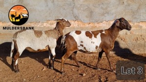 LOT 3 1X MEATMASTER OOI/EWE MULDERSBANK MEATMASTERS 