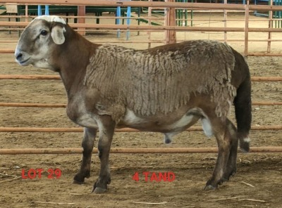 LOT 29 1X MEATMASTER RAM OSVLEY MEATMASTERS