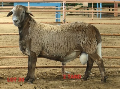 LOT 30 1X MEATMASTER RAM OSVLEY MEATMASTERS