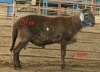 WITHDRAWN - LOT 69 1X MEATMASTER RAM OSVLEY MEATMASTERS