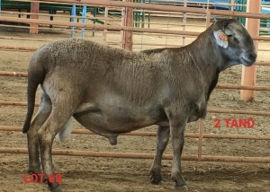 WITHDRAWN - LOT 68 1X MEATMASTER RAM OSVLEY MEATMASTERS