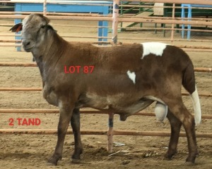 LOT 87 1X MEATMASTER RAM OSVLEY MEATMASTERS