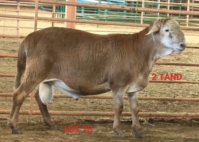 LOT 70 1X MEATMASTER RAM OSVLEY MEATMASTERS