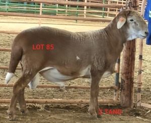 LOT 85 1X MEATMASTER RAM OSVLEY MEATMASTERS