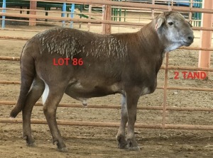 LOT 86 1X MEATMASTER RAM OSVLEY MEATMASTERS