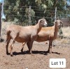 LOT 11 2X MEATMASTER OOI/EWE PIENAARSPAN MEATMASTERS (Pay per Animal)