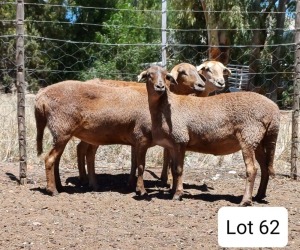 LOT 62 1X MEATMASTER OOI/EWE PIENAARSPAN MEATMASTERS 