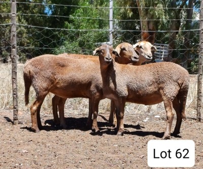 LOT 62 1X MEATMASTER OOI/EWE PIENAARSPAN MEATMASTERS