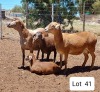 LOT 41 1+1X MEATMASTER OOI/EWE PIENAARSPAN MEATMASTERS