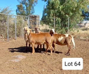 LOT 64 3X MEATMASTER OOI/EWE PIENAARSPAN MEATMASTERS (Pay per Animal)