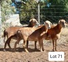 LOT 71 2X MEATMASTER OOI/EWE PIENAARSPAN MEATMASTERS (Pay per Animal)