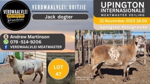 LOT 47 1+1X MEATMASTER OOI/EWE VERDWAALVLEI MEATMASTERS 