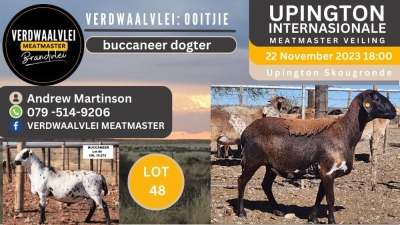 LOT 48 2X MEATMASTER OOI/EWE VERDWAALVLEI MEATMASTERS (Pay per Animal)