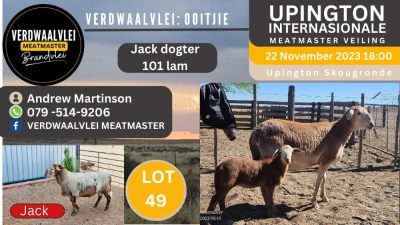 LOT 49 3+3X MEATMASTER OOI/EWE VERDWAALVLEI MEATMASTERS (Pay per Animal)