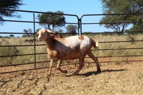 1X OOI/EWE Thaba Meatmasters - Chris Barkhuizen - 076 8506726 (Highest Bidder may choose A, B or C of Lot round or take all - Pay per piece. Choice once per Lot round, Rest to take all)