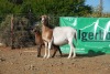 LOT 10 1+1X MEATMASTER OOI/EWE WILGERBOOM MEATMASTERS