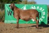 LOT 9 1X MEATMASTER RAM WILGERBOOM MEATMASTERS