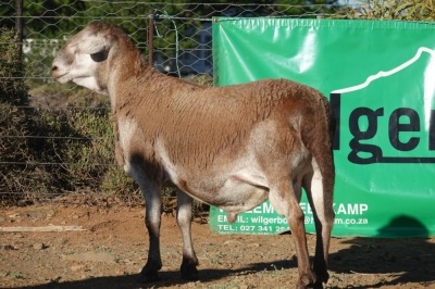 LOT 41 1X MEATMASTER RAM WILGERBOOM MEATMASTERS