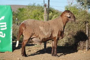 LOT 40 1X MEATMASTER RAM WILGERBOOM MEATMASTERS