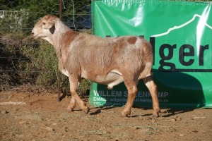 LOT 76 1X MEATMASTER RAM WILGERBOOM MEATMASTERS