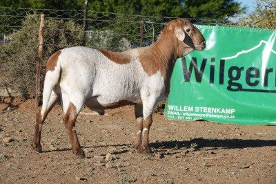 WITHDRAWN - LOT 42 1X MEATMASTER RAM WILGERBOOM MEATMASTERS