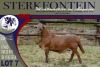 LOT 7 1X MEATMASTER RAM STERKFONTEIN MEATMASTERS