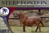 LOT 7 1X MEATMASTER RAM STERKFONTEIN MEATMASTERS - 2