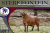 LOT 7 1X MEATMASTER RAM STERKFONTEIN MEATMASTERS - 3