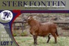 LOT 7 1X MEATMASTER RAM STERKFONTEIN MEATMASTERS - 4