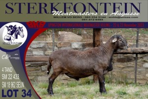 LOT 34 1X MEATMASTER RAM STERKFONTEIN MEATMASTERS