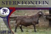 LOT 34 1X MEATMASTER RAM STERKFONTEIN MEATMASTERS - 2