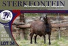 LOT 34 1X MEATMASTER RAM STERKFONTEIN MEATMASTERS - 3