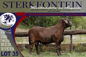 LOT 35 1X MEATMASTER RAM STERKFONTEIN MEATMASTERS