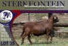 LOT 35 1X MEATMASTER RAM STERKFONTEIN MEATMASTERS - 2