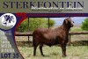 LOT 35 1X MEATMASTER RAM STERKFONTEIN MEATMASTERS - 3