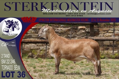 LOT 36 1X MEATMASTER RAM STERKFONTEIN MEATMASTERS