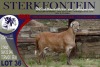 LOT 36 1X MEATMASTER RAM STERKFONTEIN MEATMASTERS - 2