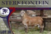 LOT 36 1X MEATMASTER RAM STERKFONTEIN MEATMASTERS - 3