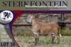 LOT 36 1X MEATMASTER RAM STERKFONTEIN MEATMASTERS - 4