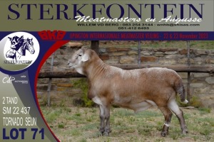 LOT 71 1X MEATMASTER RAM STERKFONTEIN MEATMASTERS