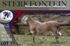 LOT 71 1X MEATMASTER RAM STERKFONTEIN MEATMASTERS - 2