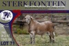 LOT 71 1X MEATMASTER RAM STERKFONTEIN MEATMASTERS - 4