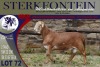 LOT 72 1X MEATMASTER RAM STERKFONTEIN MEATMASTERS