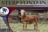 LOT 72 1X MEATMASTER RAM STERKFONTEIN MEATMASTERS - 2