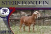 LOT 72 1X MEATMASTER RAM STERKFONTEIN MEATMASTERS - 3