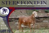 LOT 72 1X MEATMASTER RAM STERKFONTEIN MEATMASTERS - 4