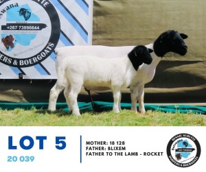 LOT 5 1+1X Dorper Ewe & Lamb 20 039 Hennie Schutte 105