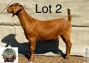 LOT 2 1X Kalahari Red Doe H23-25 Norman Adarms 102